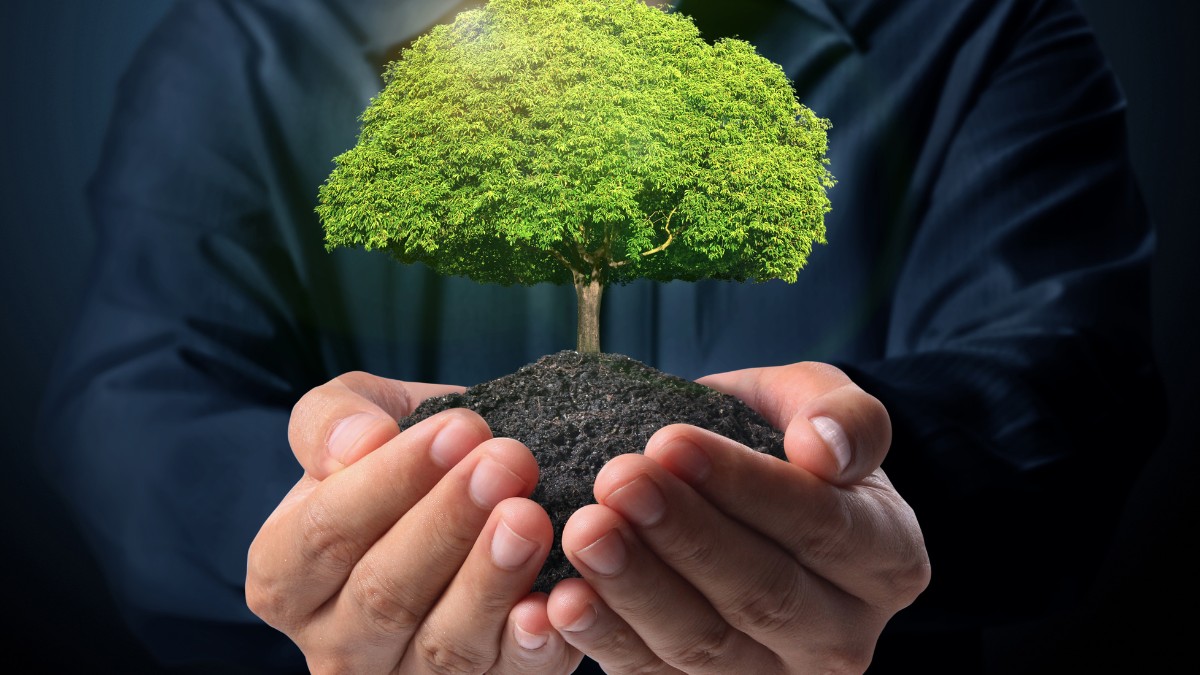 Cây lọc không khí giúp mang lại không gian sống trong lành
