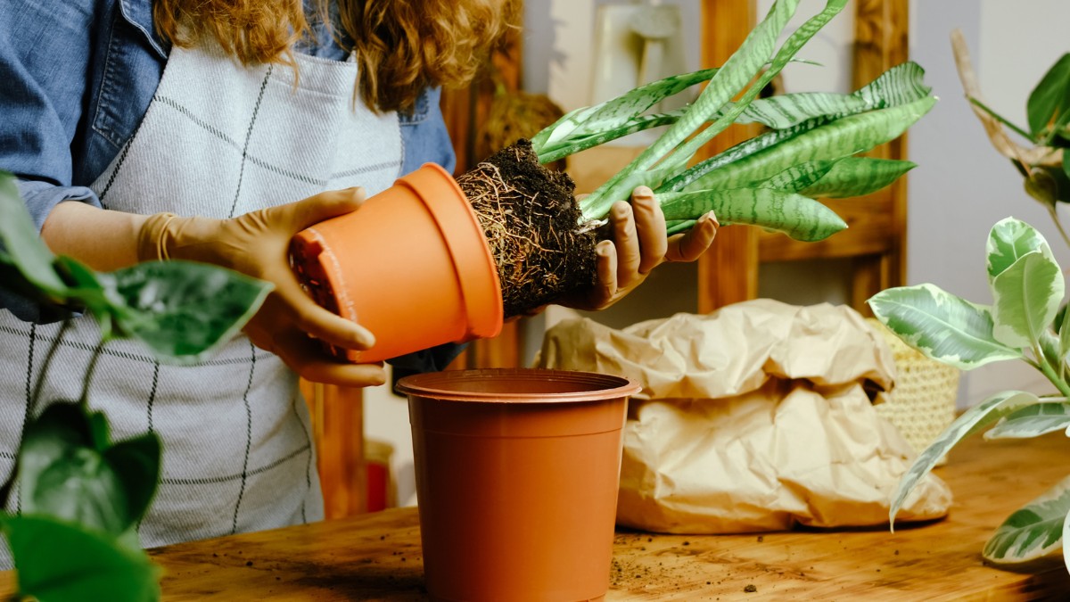 Lý do vì sao cây cảnh điều hòa tốt không khí